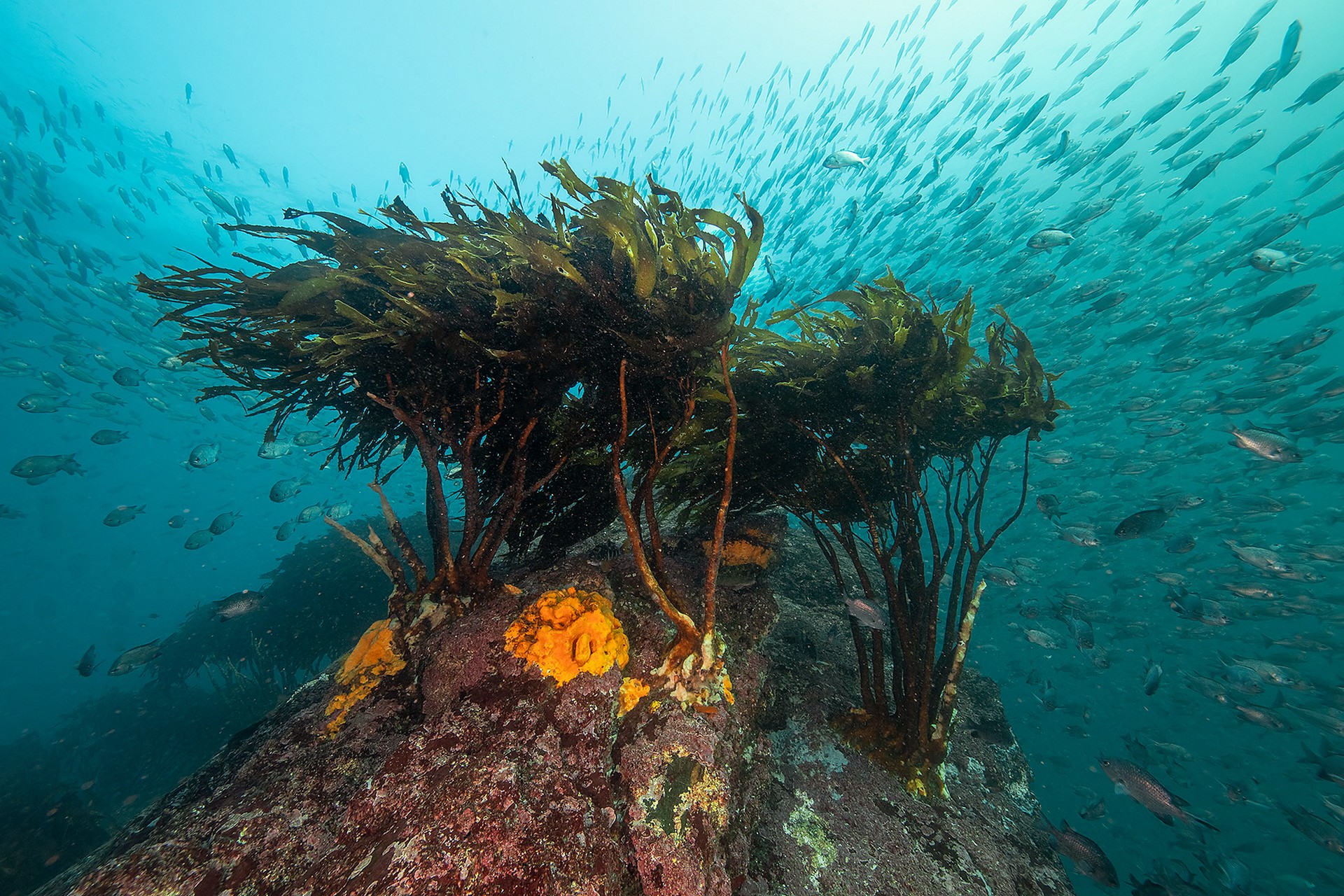 Kelp Forest Imagery
